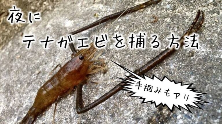 夜編 テナガエビの捕り方 ヘッドライト超大事 さりやまブログ 夜編 テナガエビの捕り方 ヘッドライト超大事 さりやまブログ