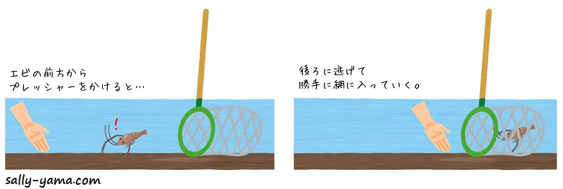 夜編 テナガエビの捕り方 ヘッドライト超大事 さりやまブログ 夜編 テナガエビの捕り方 ヘッドライト超大事 さりやまブログ
