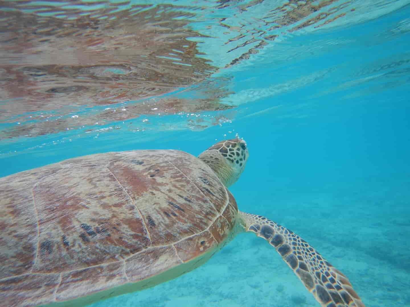 シュノーケリング、素潜りにおすすめの防水カメラ6選