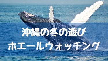 【沖縄の冬のアクティビティ】ホエールウォッチングのすすめ