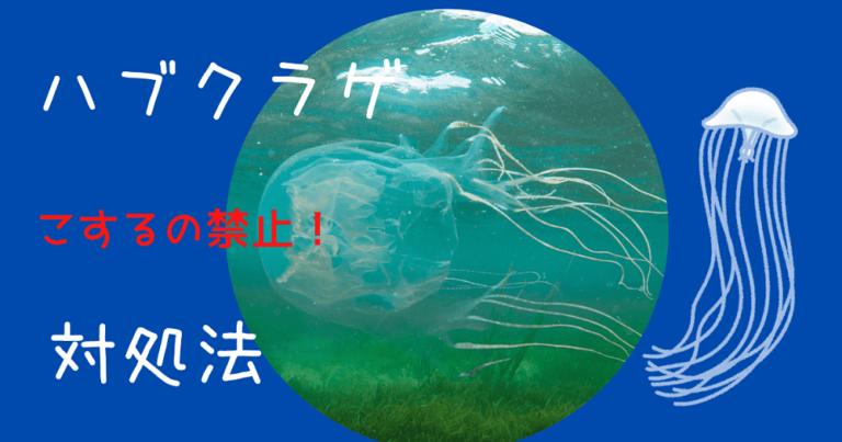 こするの絶対ダメ ハブクラゲに刺された時の対処法 沖縄 さりやまブログ