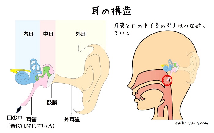 耳の構造