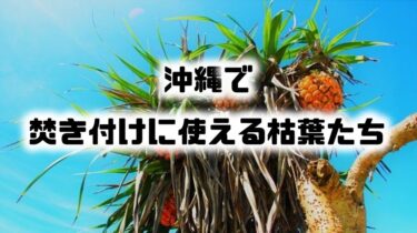 沖縄の浜辺で焚き付けに使える植物５選